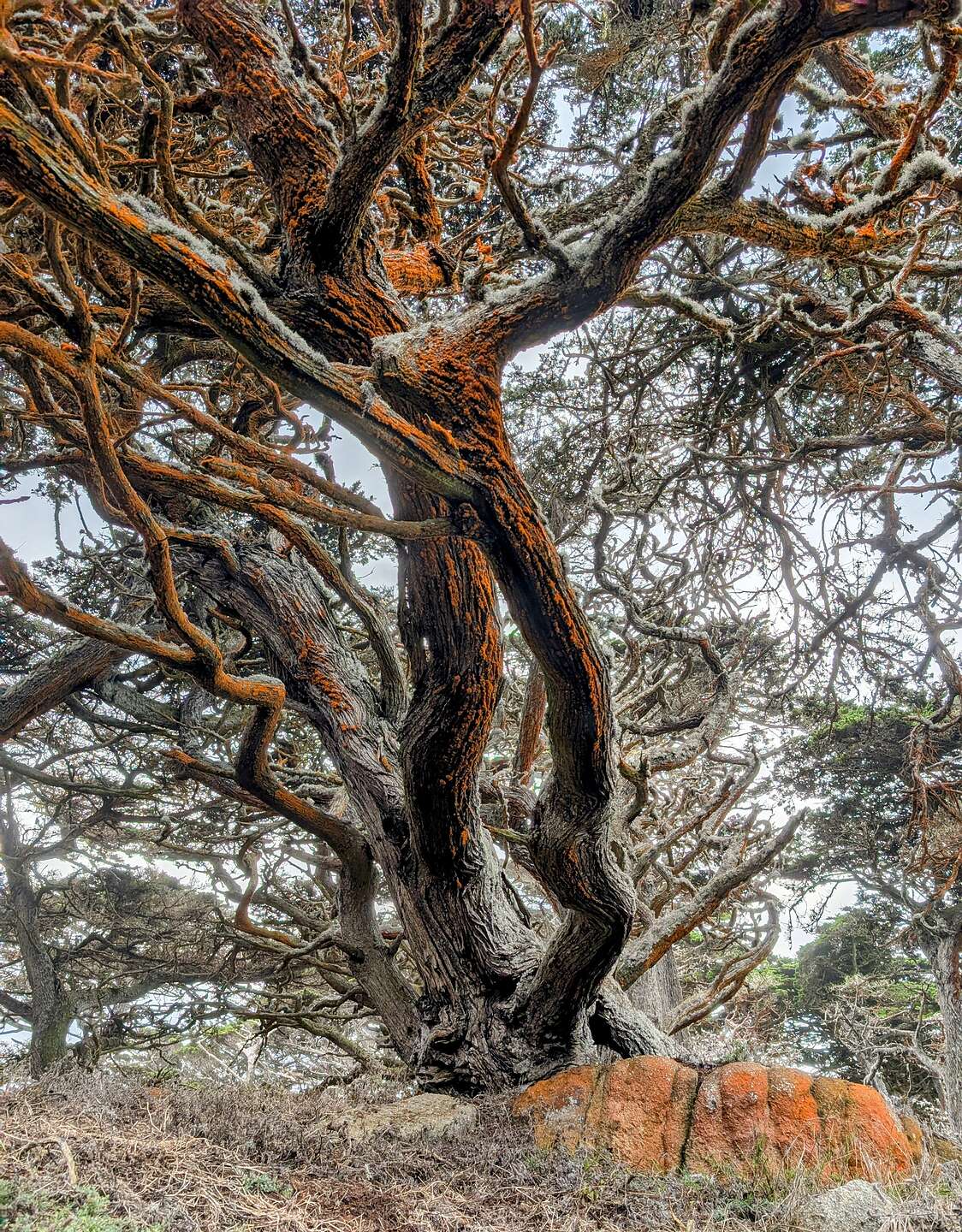 Cypress Grove Trail