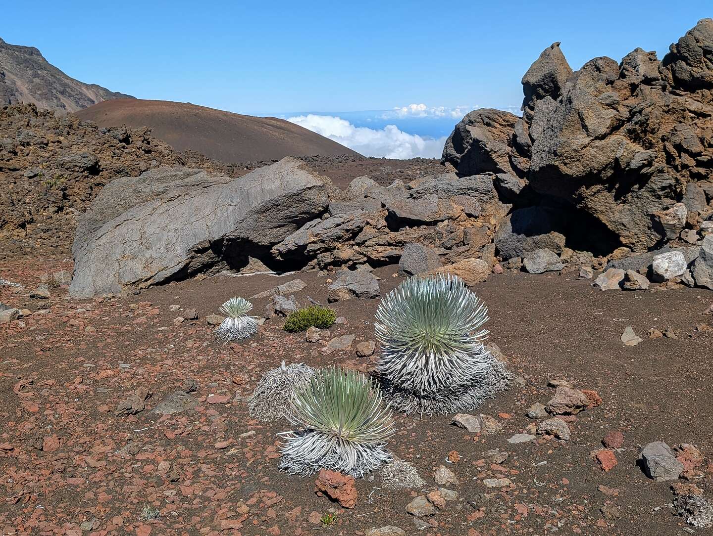 Haleakala Silverswords