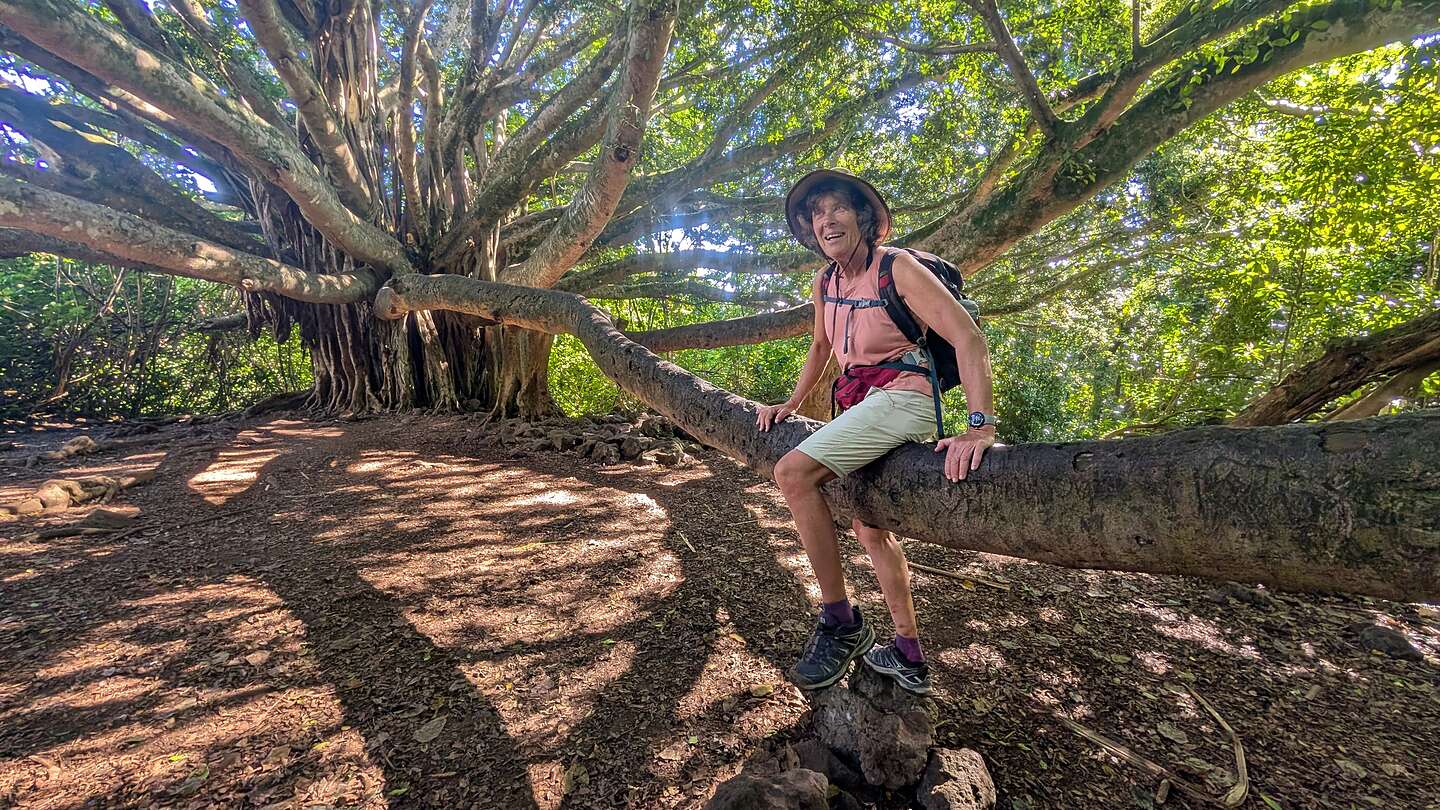 Can't get enough of this banyan tree