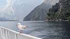 A little visitor to our ship