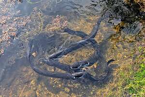 Giant longfin eel