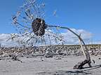 Hokitika Driftwood Art