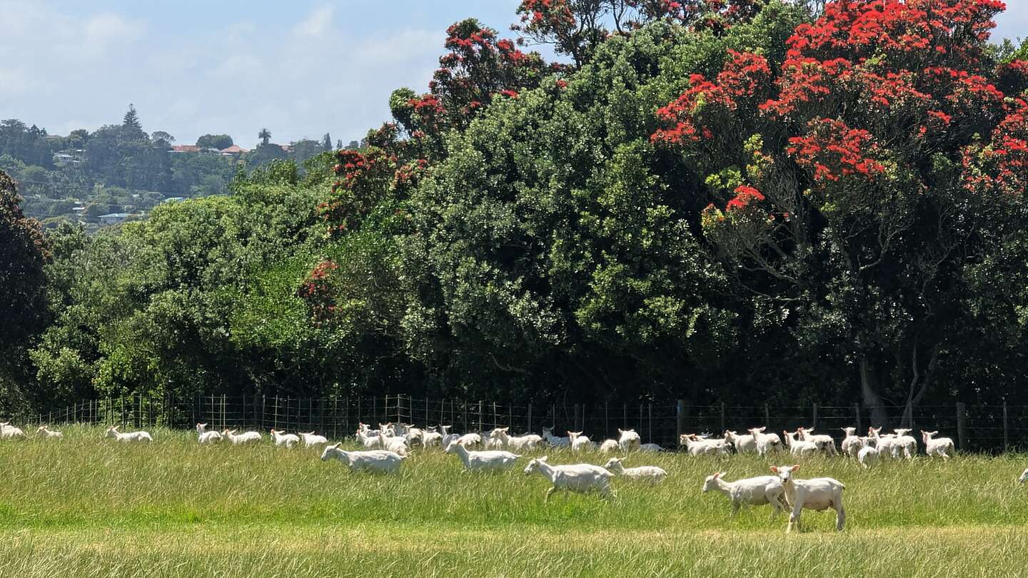 Ambury Regional Park