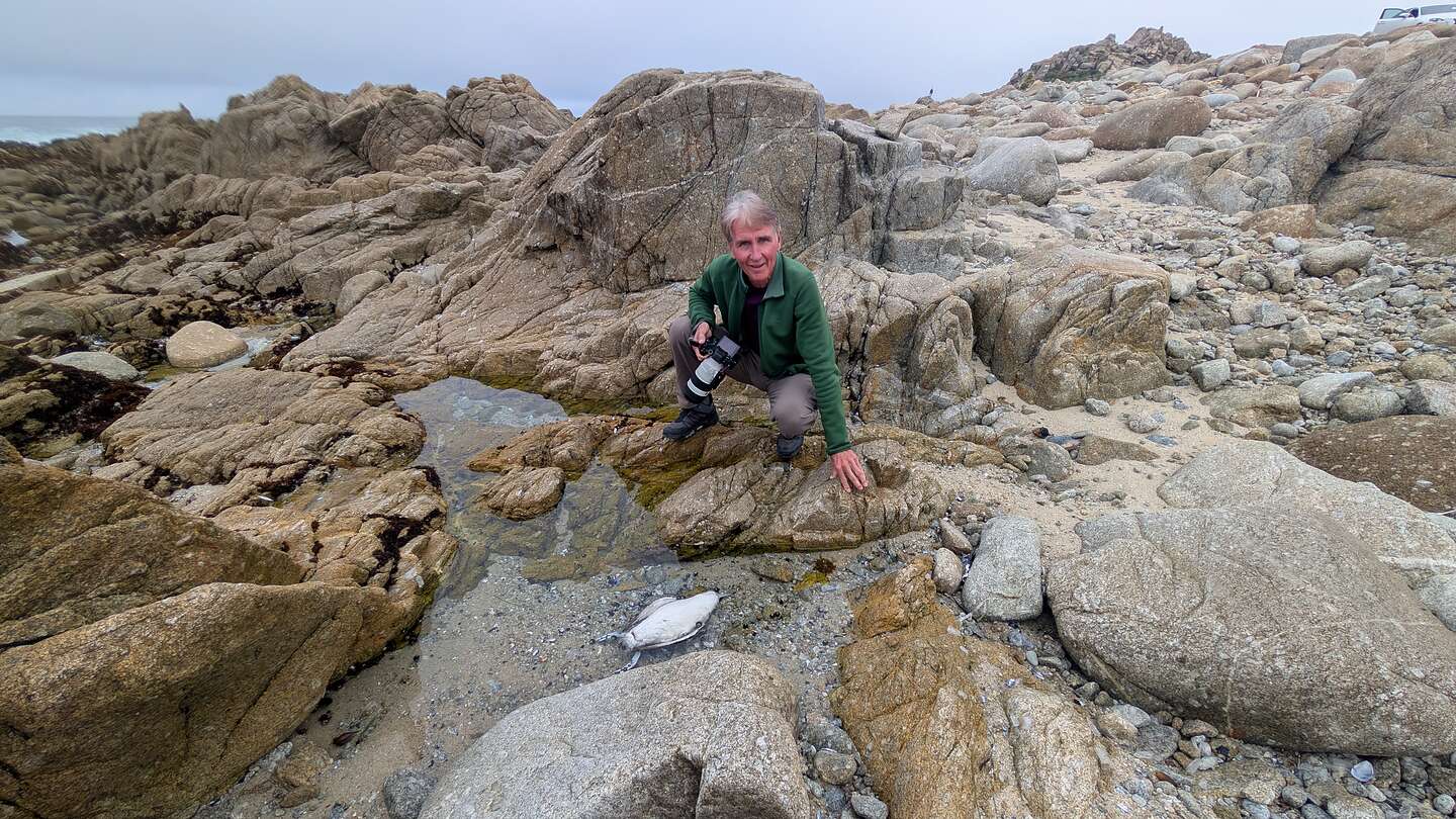 Herb and dead fish at China Rock