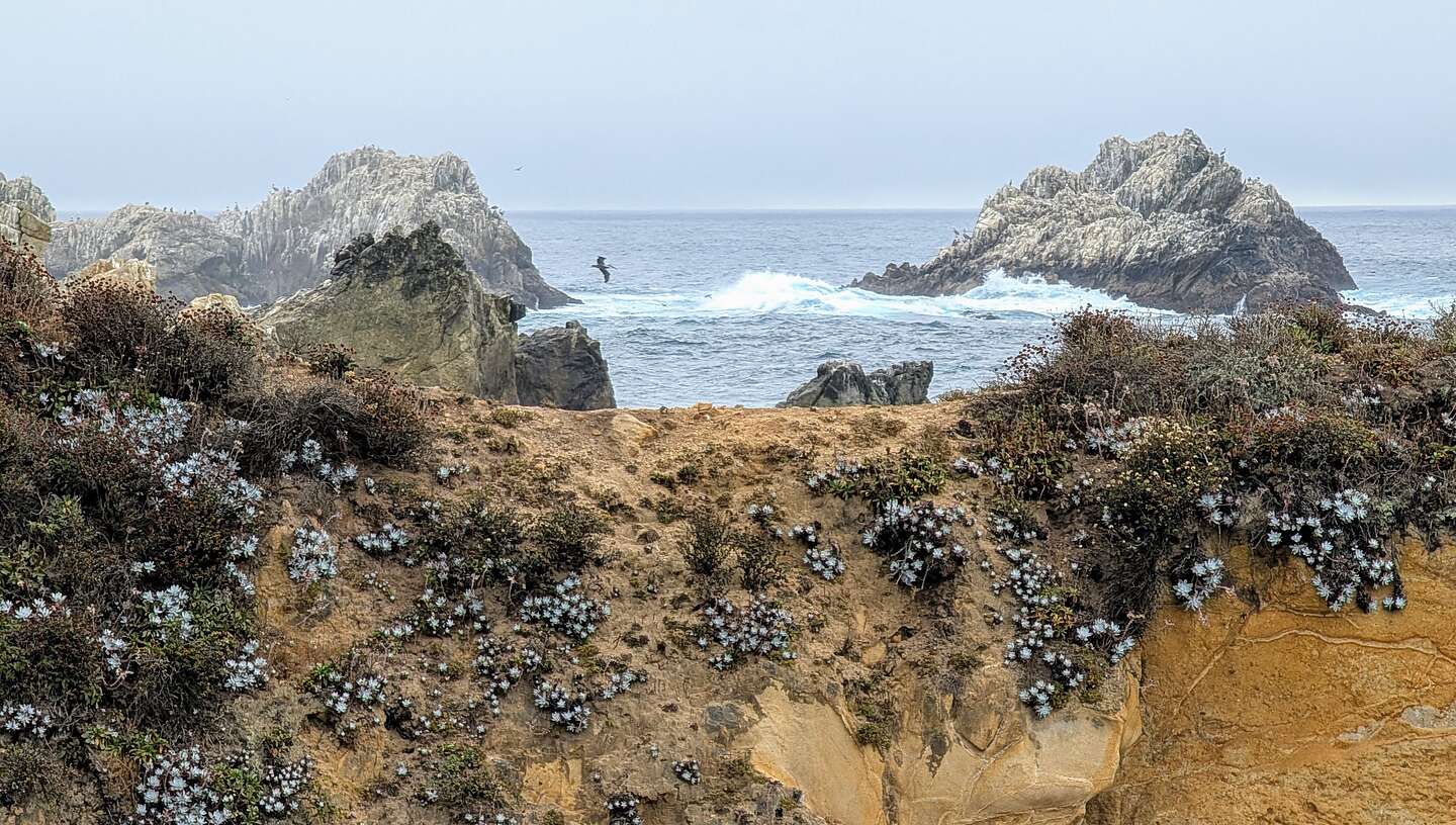 Point Lobos