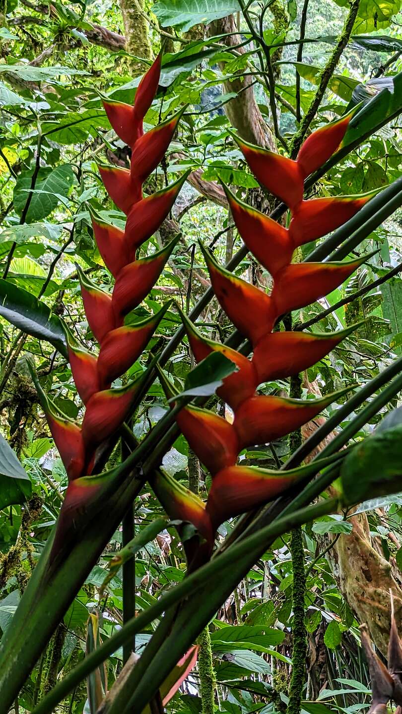 Heliconia Caribaea